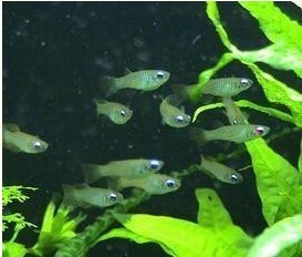 蓝眼睛(热带鱼观赏小型鱼批发淡水宠物鱼小金鱼缸水族箱用品)